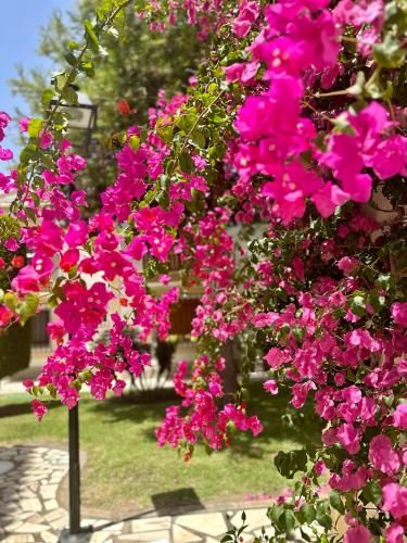 Outdoor Pictures 9