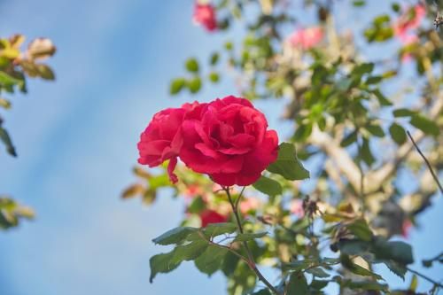 Outdoor Pictures 23