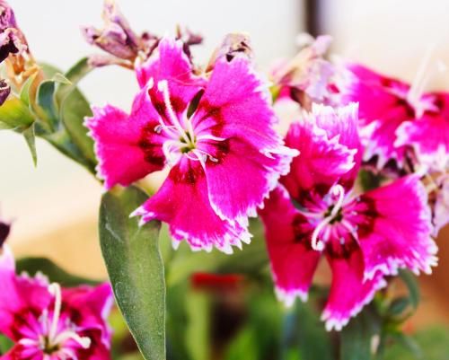 Outdoor Pictures 7