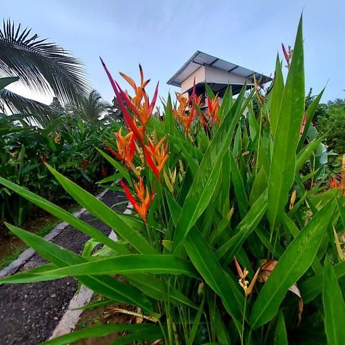 Outdoor Pictures 9