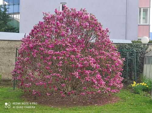 Outdoor Pictures 16