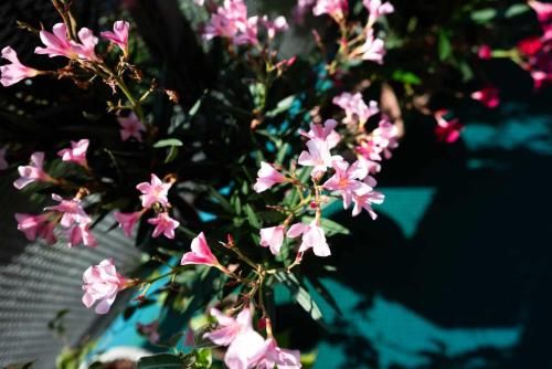 Outdoor Pictures 17