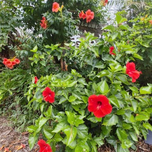 Outdoor Pictures 12