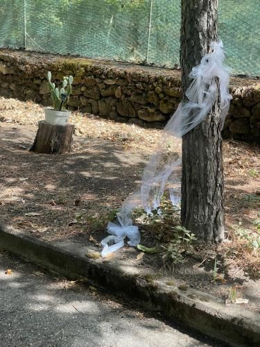 Outdoor Pictures 11