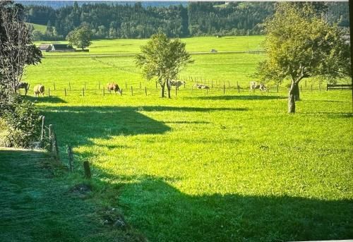 Outdoor Pictures 15