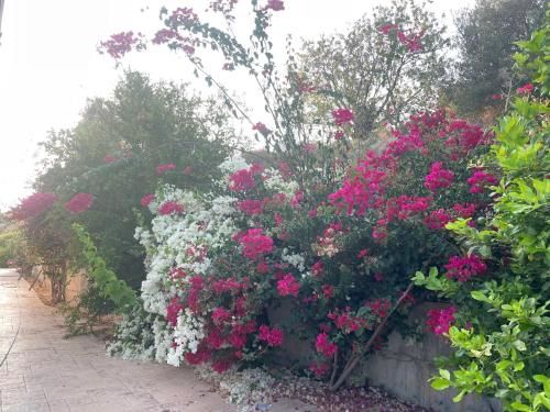 Outdoor Pictures 20