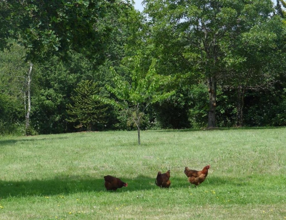 Outdoor Pictures 5