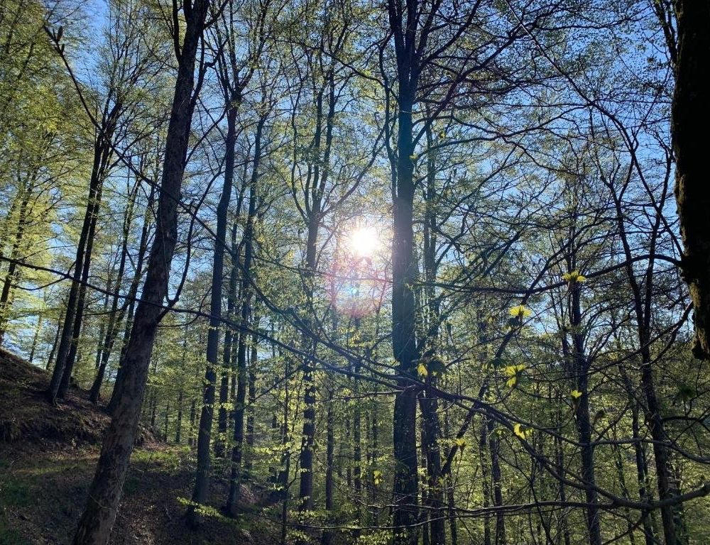 Outdoor Pictures 2
