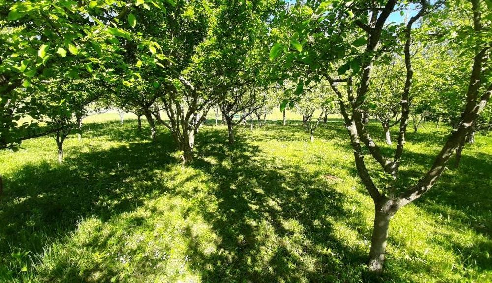 Outdoor Pictures 9
