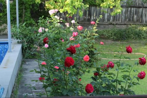 Outdoor Pictures 14