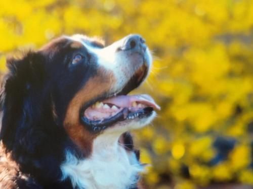 Outdoor Pictures 7