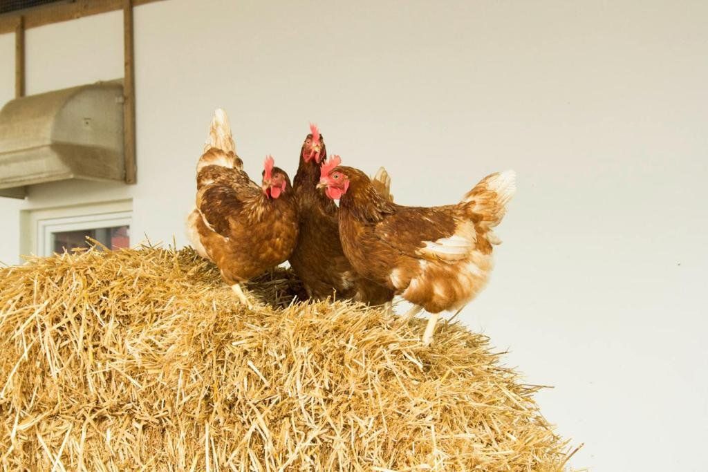 Ferienwohnung Murg Niederhof