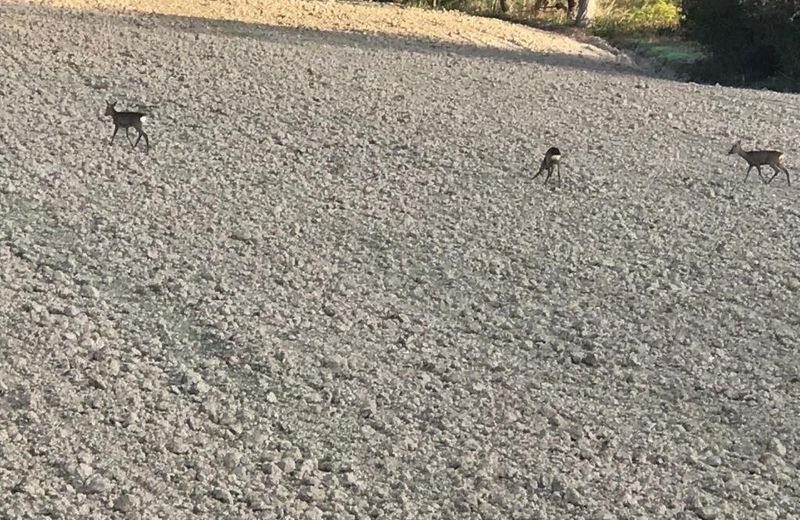 Country House B&B La Cerasa