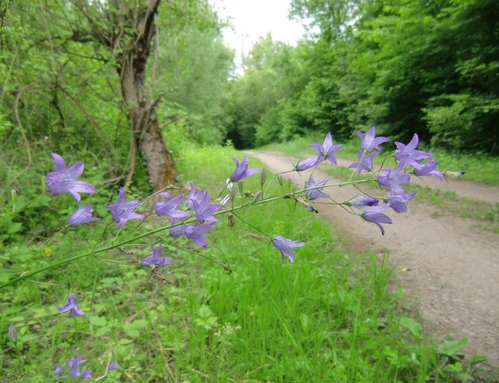 Outdoor Pictures 7