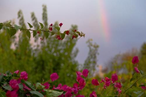 Outdoor Pictures 20