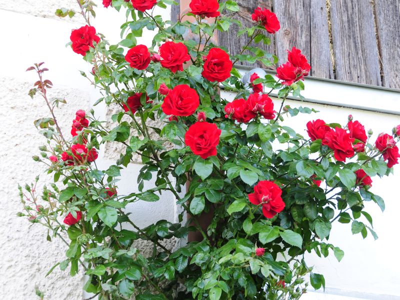 صورة الفندق 18