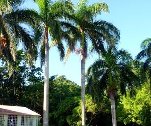 Fern Villa Boscabel Jamaica