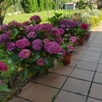 صورة الفندق 16