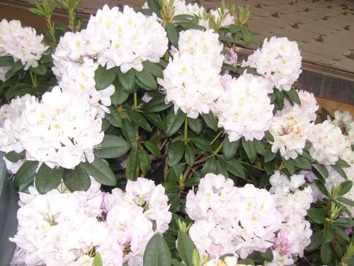 صورة الفندق 15