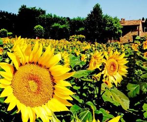 Azienda Agrituristica I Tre Casali Magione Italy