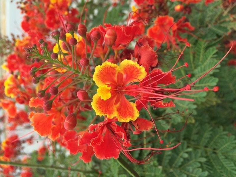 صورة الفندق 8