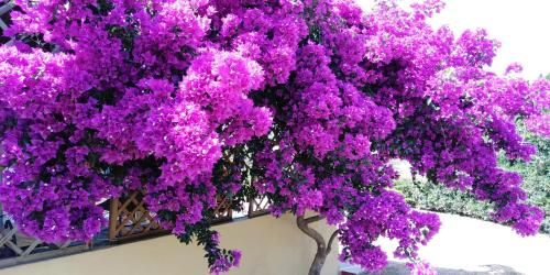 صورة الفندق 4
