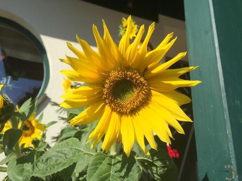 صورة الفندق 16