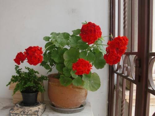 صورة الفندق 7