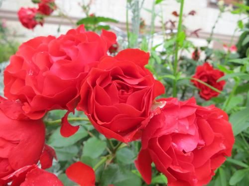 صورة الفندق 19