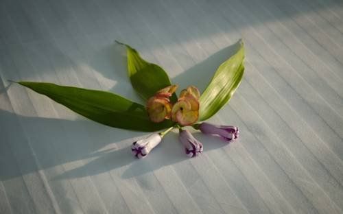 صورة الفندق 20