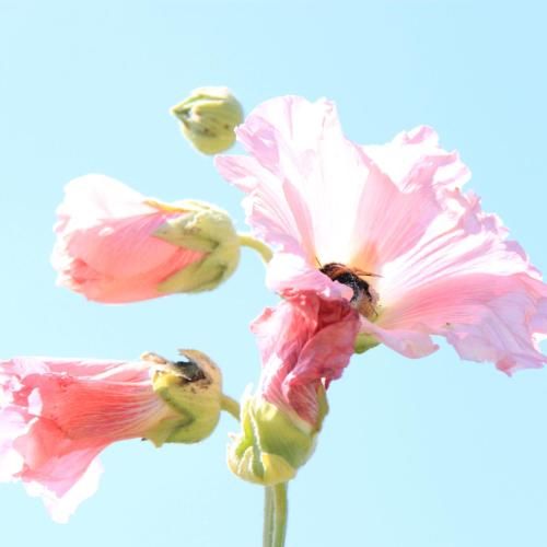 صورة الفندق 13