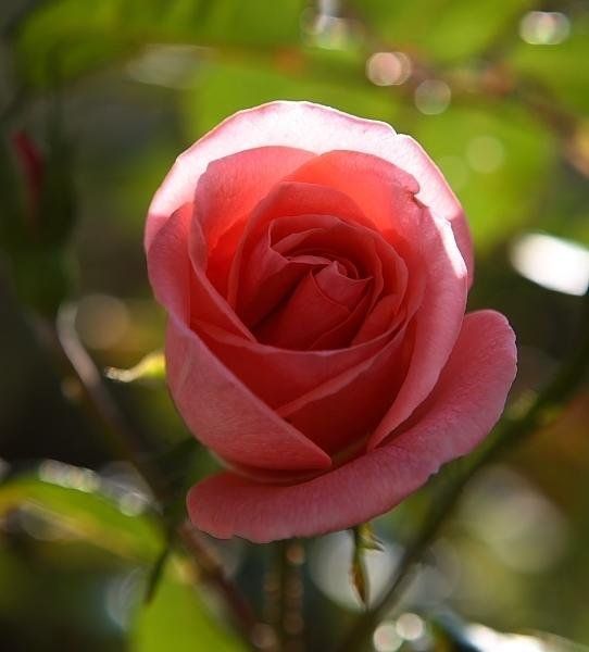 صورة الفندق 21
