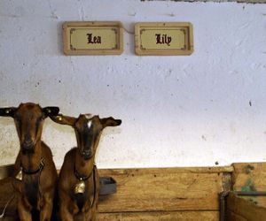 Kinderbauernhof Schoppernau Austria