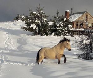 Cabanas Peumahue San Martin De Los Andes Argentina