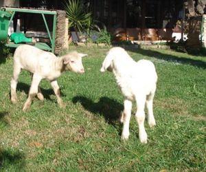 Agriturismo La Vecchia Dolceacqua Pignoi San Rocco Italy