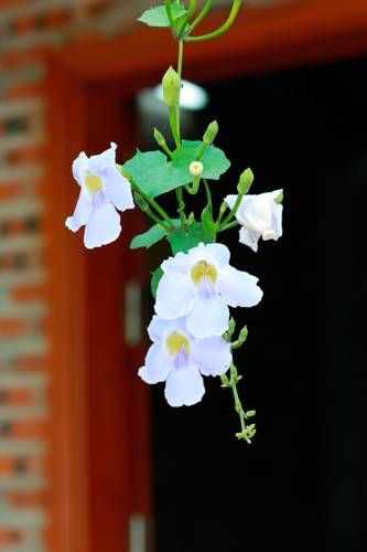 صورة الفندق 11