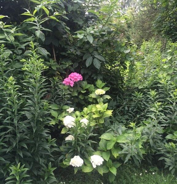 صورة الفندق 24