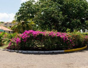 SEA SHELL BEACH STUDIO AT MONTEGO BAY CLUB RESORT Montego Bay Jamaica