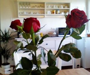 Dimora San Lazzaro B&B Lucca Italy