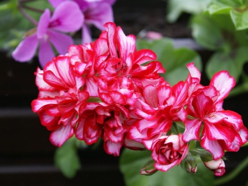 صورة الفندق 9
