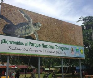 ARACARI Tortuguero Costa Rica