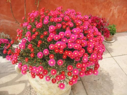 صورة الفندق 8