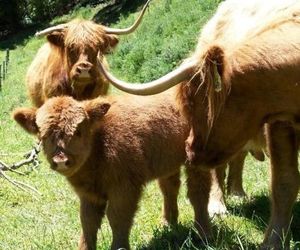Essons Valley Farmstay B&B Picton New Zealand