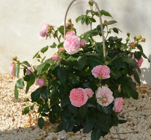 صورة الفندق 8