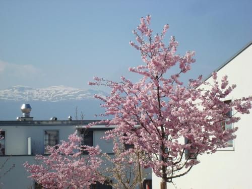 صورة الفندق 8