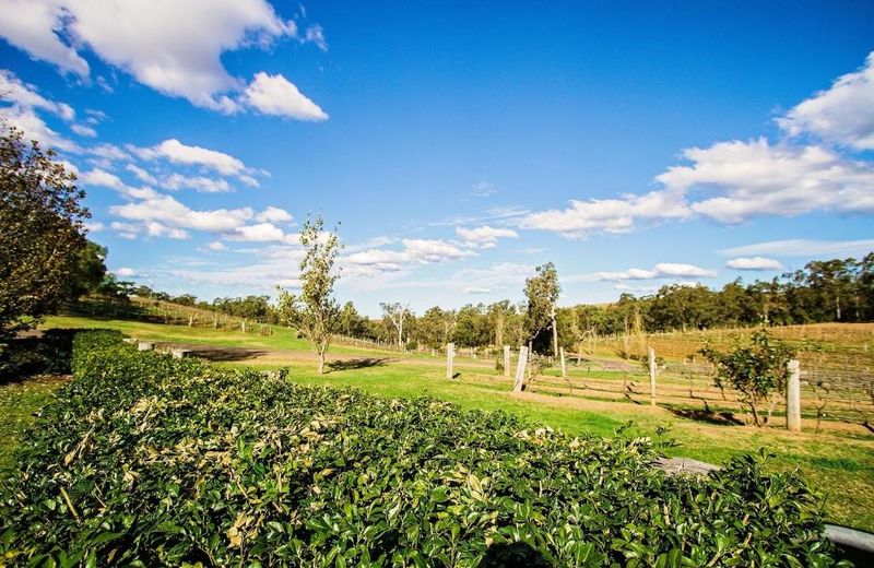 Audrey Wilkinson Vineyard