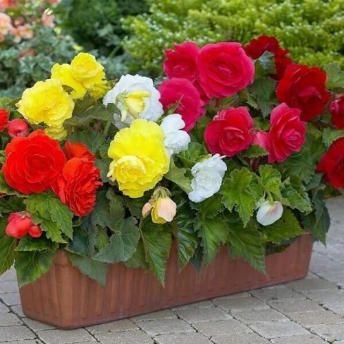 صورة الفندق 4