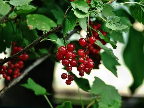 صورة الفندق 16