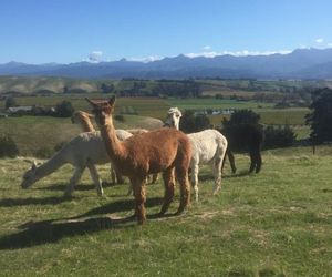 Falcons Rise Alpaca Farm Renwicktown New Zealand