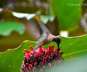 OsaHouse Drake Bay Costa Rica